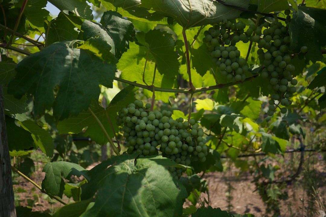 Edible Garden - Grapes